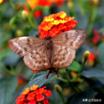 发掘中国诗歌之美：《中国名诗三百首》出版