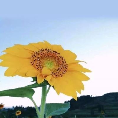 泰缅绑架更多内幕公布,受害人都是贪心自找么?
