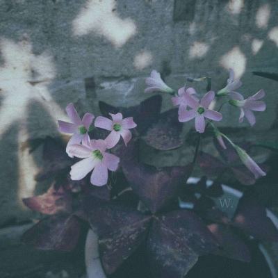 柯建铭放话对付吴子嘉、郭正亮 只因他们爆料这事