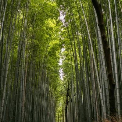 傅华：引领强国建设民族复兴的精神旗帜——从六个关键词深入学习领悟习近平文化思想